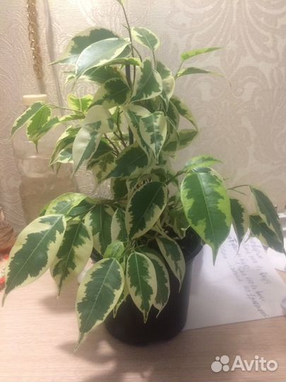 Фикус Бенджамина Саманта
