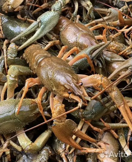 Живые раки оптом(сотрудничество с рыбаками)