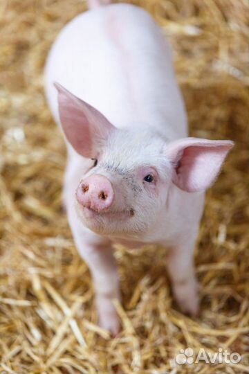 Месячные поросята