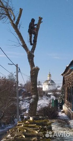 Профессиональное спиливание деревьев. Спил, вывоз