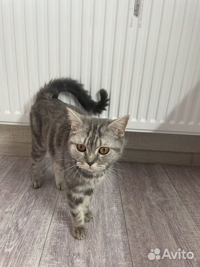 Кошечка в добрые руки