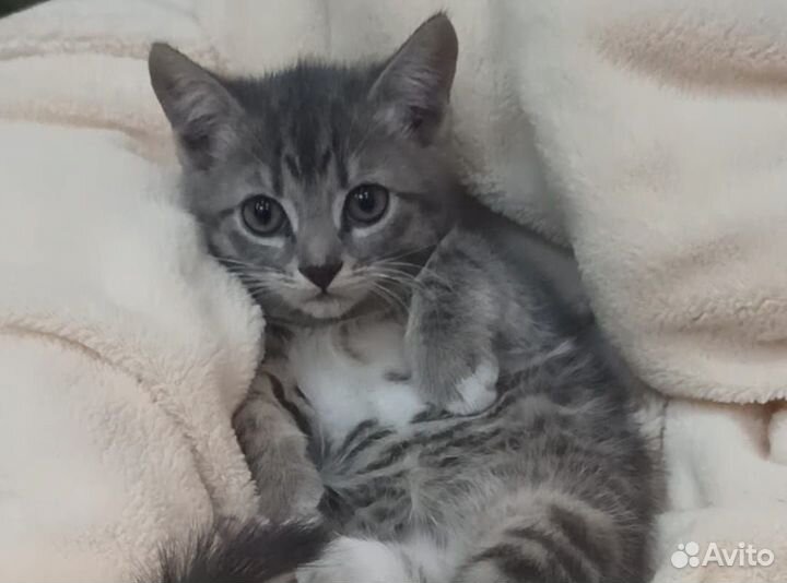 Котята