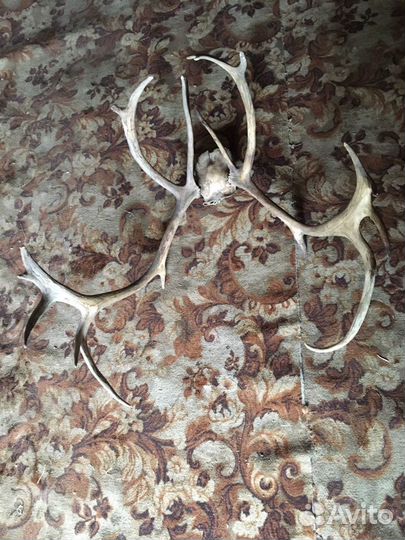 Рога оленя