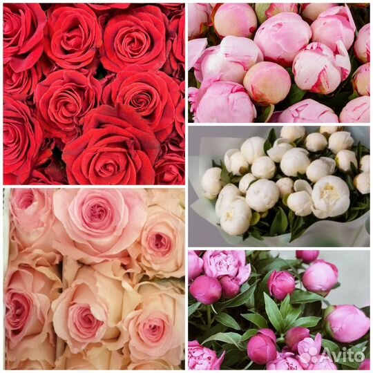 Цветы розы пионы с доставкой/ пионы оптом