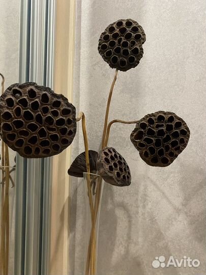 Коробочки лотоса