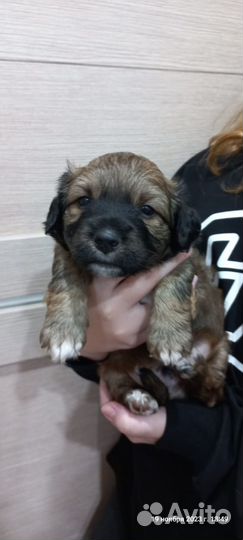 Собаки мальчики в добрые руки