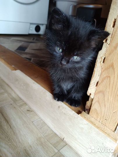 Кошка в дар бесплатно