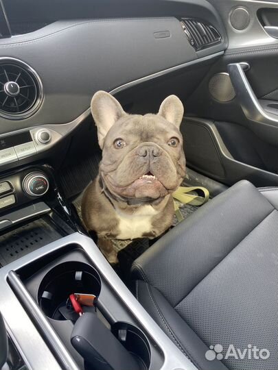 Вязка кобель Французский Бульдог (голубой)