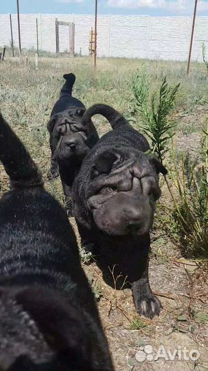 Щенки шарпея