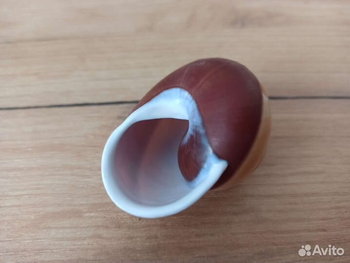 Морская раковина