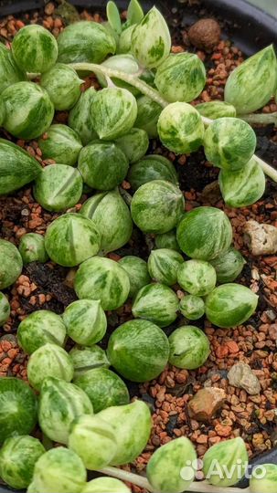 Крестовник горрейна вариегатный