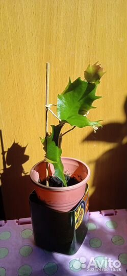 Комнатные цветы