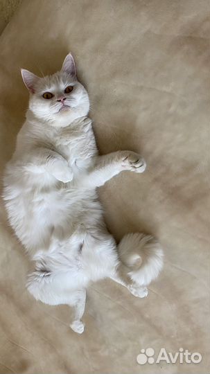 Кошка домашняя в хорошие руки