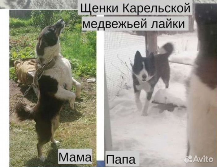 Щенки лайки