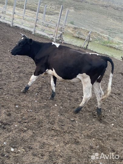 Продажа крс дойных