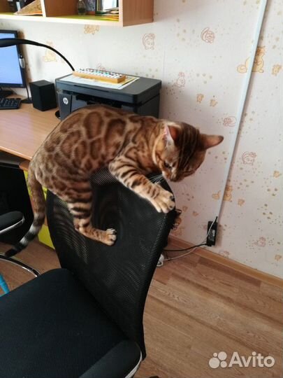 Бенгальский кот для вязки