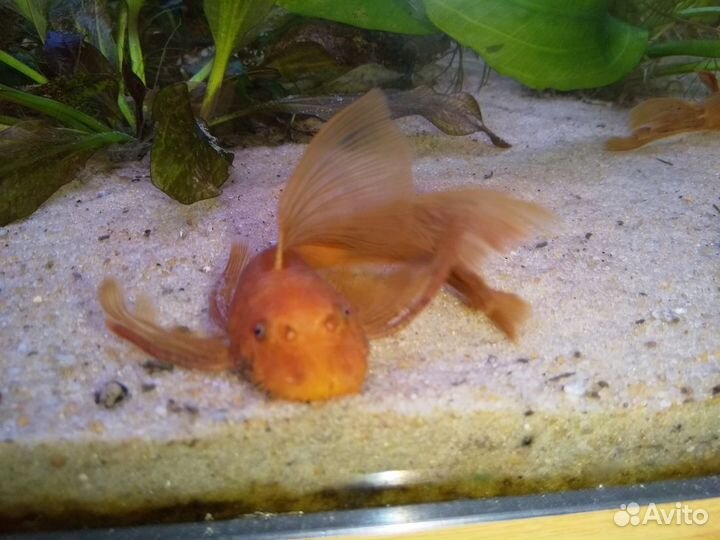 Вуалевый Супер Ред Анциструс сом Стрекоза