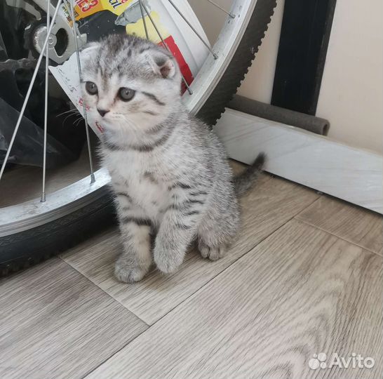 Котята шотландцы