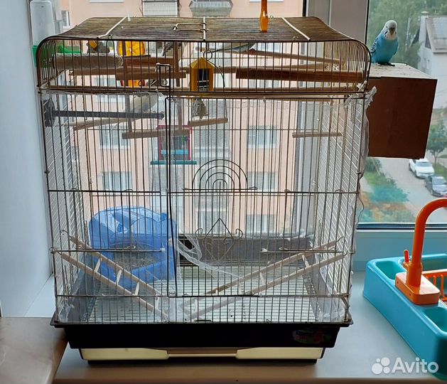 Попугаи с клеткой. Семейная пара