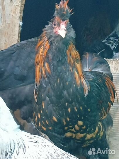 Молодые петушки