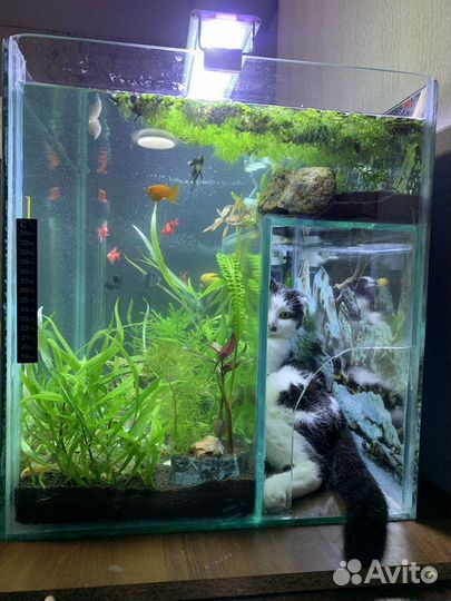 Аквариум