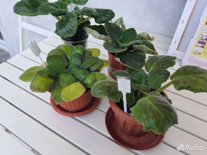 Фиалки сортовые взрослые