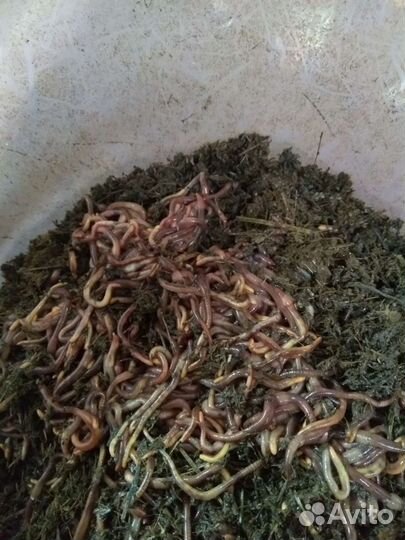 Черви Старатель