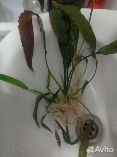 Криптокорина