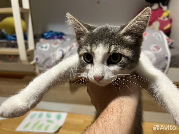 Египетская Мау котята