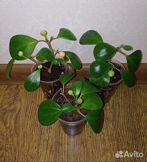 Комнатные растения и цветы для дома школы офиса