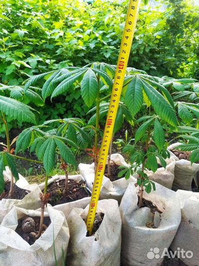 Саженцы каштана