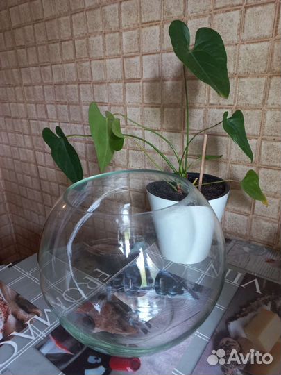 Аквариум круглый на 10 литров