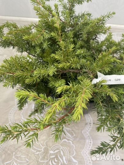 Можжевельник прибрежный Шлягер