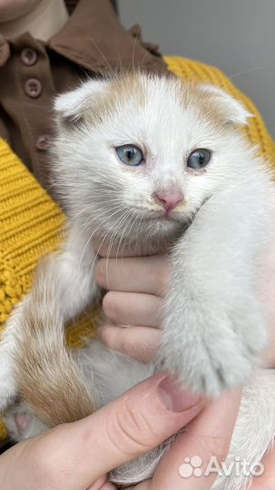 Котенок в добрые руки