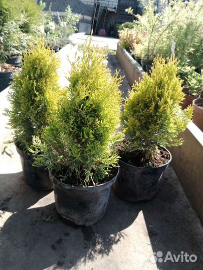 Туя Голден Смарагт