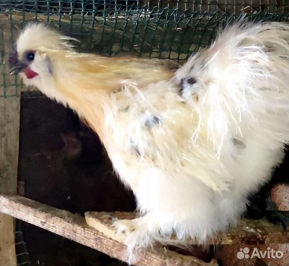 Петухи китайские шелковые и цыплята