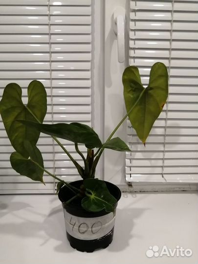 Комнатные цветы антуриум
