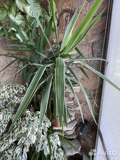 Комнатные цветы драцена