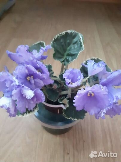 Сортовые синполии