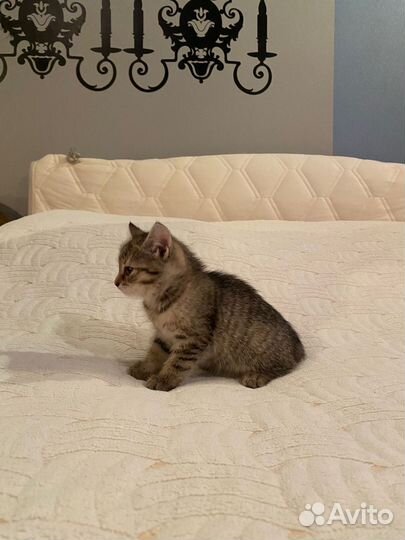 Котенок девочка