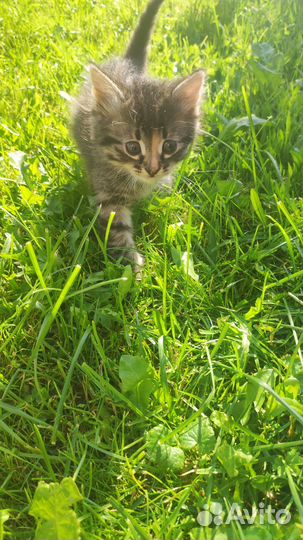 Прелестные котята