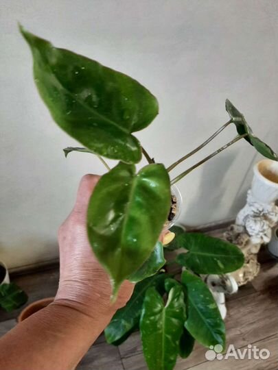 Филодендрон