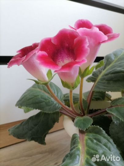 Глоксиния лист