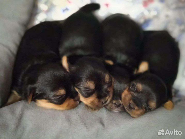 Йоркширский терьер щенки