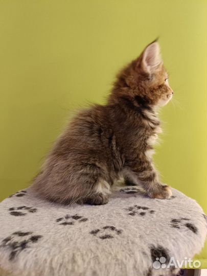 Котята мейн-кун