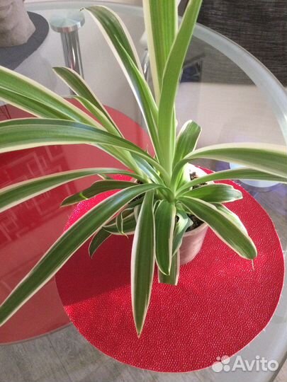 Просто цветы