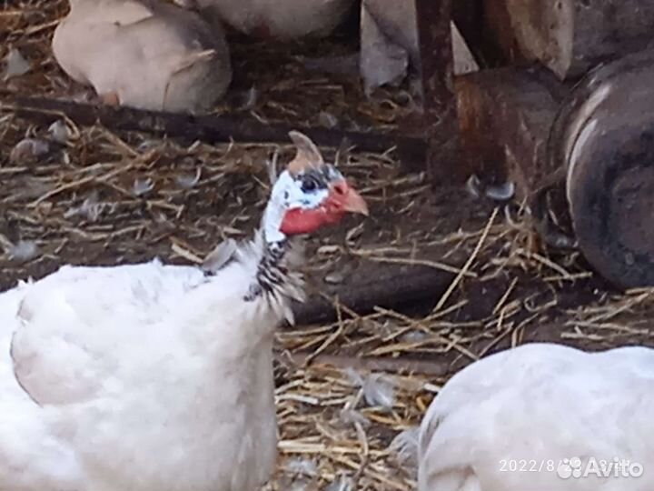 Самец цесарки