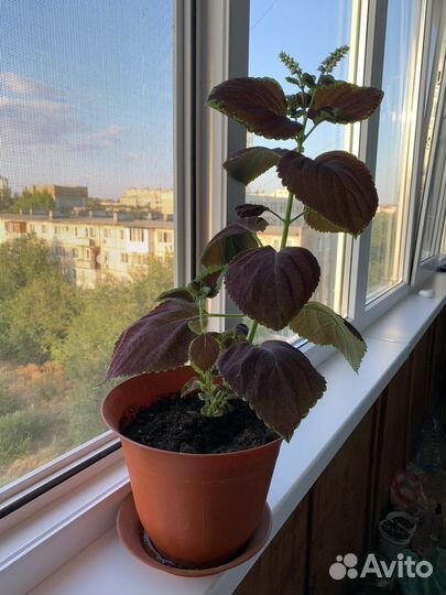 Колеус без горшка