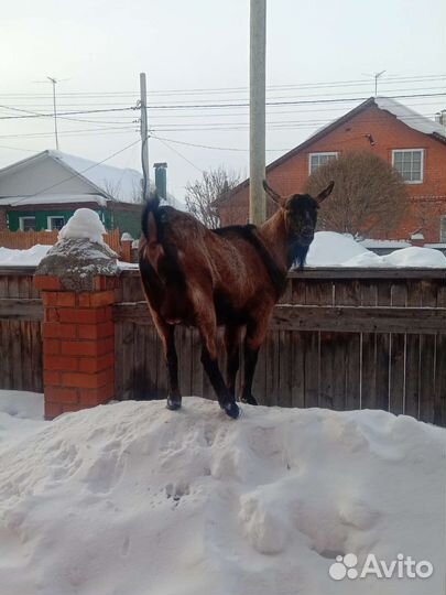 Козлик, козел