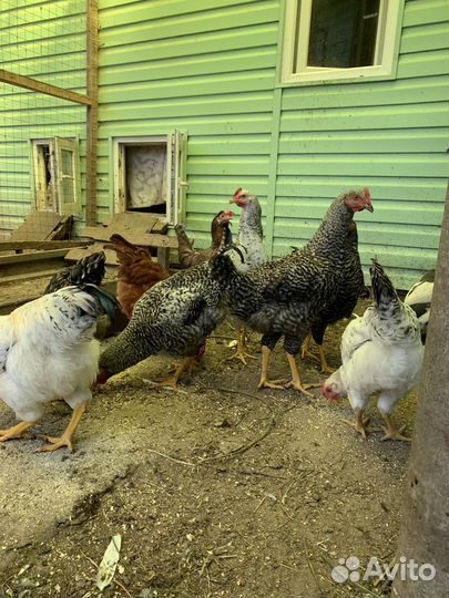 Куры доминант петушки 4 месяца